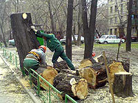 Из-за строительства министерского санатория вырубили «краснокнижные» деревья 