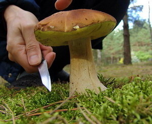 В Крыму начался сезон отравлений грибами 