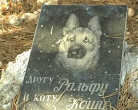 В Севастопольском лесу устроили «кладбище домашних животных»  