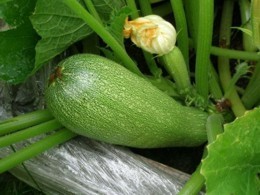 Керчанин выращивает 15 килограммовые кабачки 
