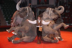 Билеты в Симферопольский цирк будут продавать в Интернете 