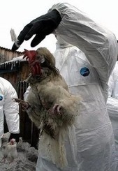 Крым не дождался «свиного» гриппа, и снова готовится к «птичему»  