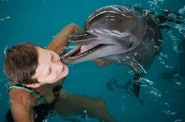 В Севастопольском океанариуме начали работать дельфины-врачи  