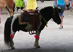 В Севастополе лошади-рабы гадят в парках и кусают детей 