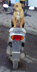 По Крыму разъезжает собака-мотоциклист 