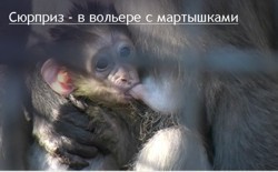 В зоопарке «Сказка» неожиданно родила обезьяна 