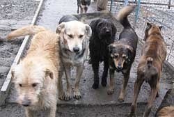 В Крыму стерилизованных кошек и собак будут метить бантиками 