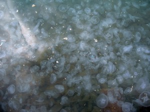 В Балаклавской бухте из-за медуз не видно дна 