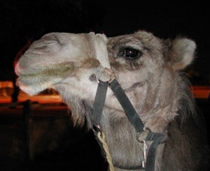 В Саудовской Аравии проводится конкурс красоты среди верблюдов  