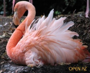 В Феодосию эмигрировали розовые фламинго 