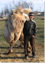 В крымском селе обитает верблюд по кличке Сосо 