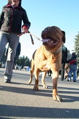 Севастопольцам запретили выгуливать собак в парках и скверах 