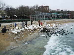 Лебеди ищут спасения в Феодосии 