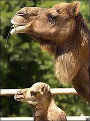 В ялтинском зоопарке верблюдиха готовится стать мамой 