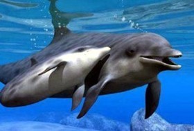 Экологи нагрянули с проверкой в частные дельфинарии  