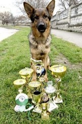 Собака из Украины по кличке Ямайка стала чемпионкой балканских стран 