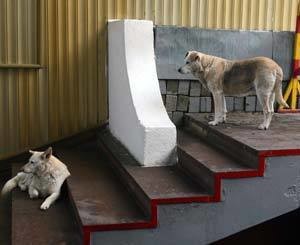 Бездомным собакам в Ялте придется подождать стерилизации 