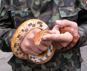   Змеи пугают крымчан 