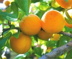 Дешевых крымских фруктов придется ждать 15 лет? 