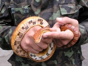 В Сакском районе Крыма жалуются на змей 