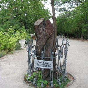В Севастополе 200-летнему дереву хотят присвоить статус памятника