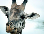 Туристы забрасывают жирафов ялтинского зоопарка камнями