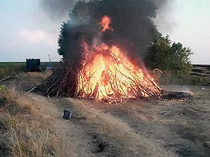 Близ крымского села сожгли гектар конопли