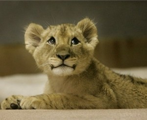 В Ялтинский зоопарк переселится львенок-одессит
