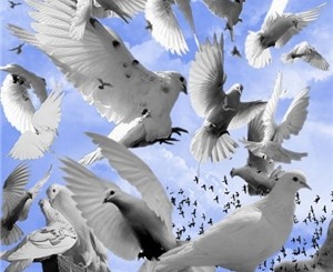 В Симферополь слетятся голуби со всего СНГ