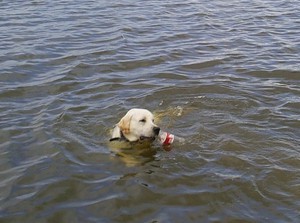 Из реки вытащили пьяного россиянина и собаку 