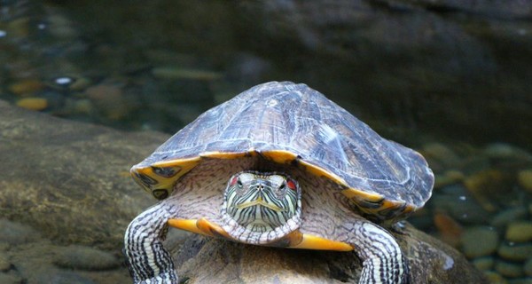 В Никитском саду «прописались» черепахи 