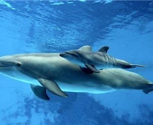 Дельфиненка, родившегося в театре морских животных, назвали Ялтой 