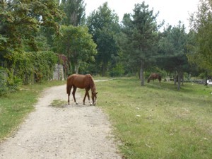 В центре Симферополя пасутся лошади