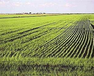 В степном Крыму нашли «ничейные» рисовые поля