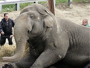 В зоопарке «Сказка» грезят о слонах