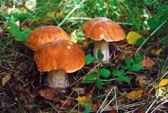 В Севастополе от отравления грибами умер мужчина