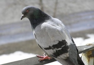Ялтинским голубям запретили гадить на здание мэрии 