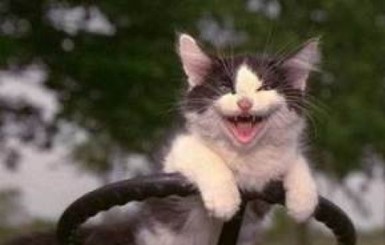 Ко Дню хамсы в Керчи проведут фестиваль «Ешкин кот» 