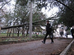 Дерево завалило дорогу в симферопольскую школу 
