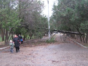 Ураган валил деревья и рвал провода