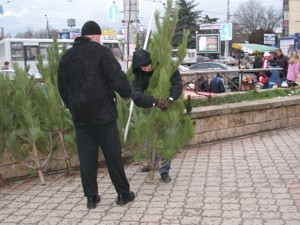 В Крыму открываются елочные базары 