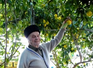 Крымский пенсионер выращивает лимоны со вкусом апельсина 