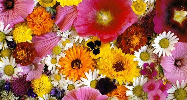 В порту Евпатории обнаружили тысячи турецких контрабандных цветов