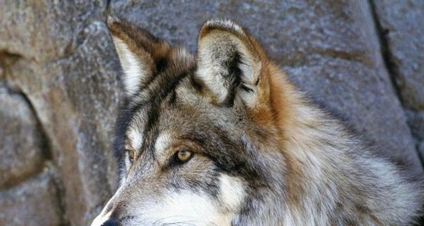 Возле Керчи молодые волки охотятся на домашних животных 