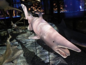 Севастопольцы выловили уникальную акулу?