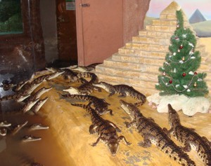 В Алуштинском аквариуме нарядили елочку для крокодильчиков 