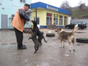 В Крыму некому ловить бродячих собак 