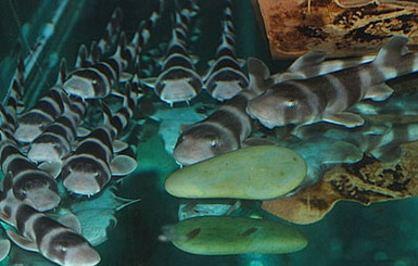В этом году в Севастопольском аквариуме родилось два десятка акулят 