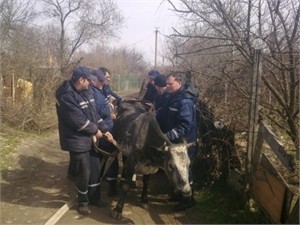 Севастопольские спасатели сделали массаж буренке