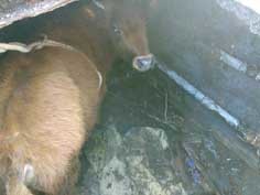 В Керчи спасатели вытащили из люка теленка Мишаню